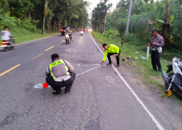Kecelakaan Maut di Hutan Jati Balapulang, Dua Orang Meninggal Dunia
