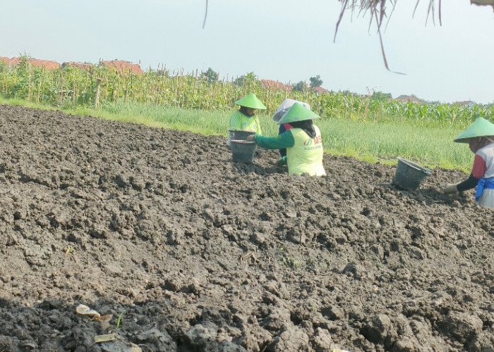 Petani Bawang Merah di Brebes Mulai Masa Tanam