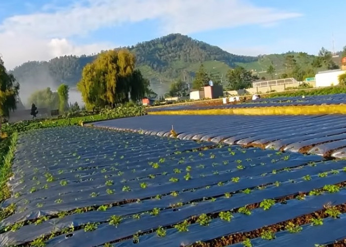5 Wisata Rekreasi Nuansa Pedesaan di Jawa Tengah, Adem dan Kental Budaya