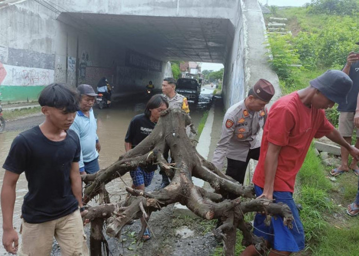 Protes Jalan Rusak, Warga Tanam Pisang di Bawah Kolong Tol Brebes