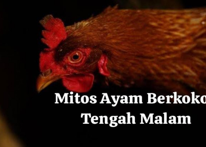 Jika Terdengar Ayam Berkokok di Tengah Malam, Benarkah Ada Gadis yang Hamil di Luar Nikah?