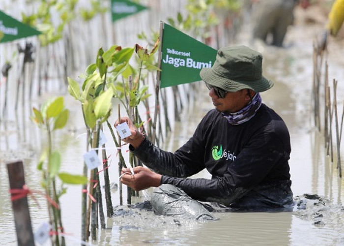 Telkomsel Jaga Bumi Tanam 10.600 Mangrove, Hasil Donasi Poin Pelanggan untuk Kurangi Emisi Karbon