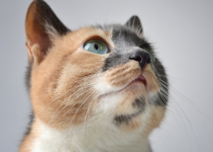 Mitos Dibalik Jarangnya Kucing Belang Telon Jantan, Apa Karena Hukum Alam?