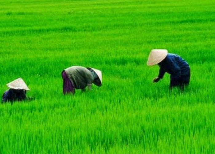 3 Mitos Sunda yang Berkaitan dengan Pertanian dan Kesuburan