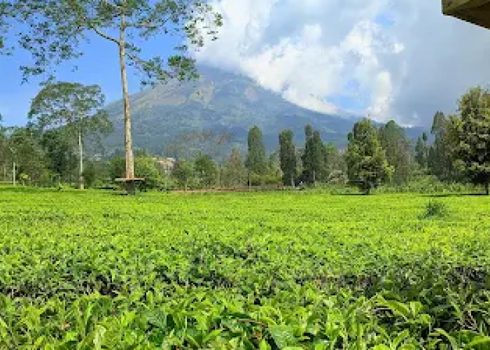 Cuma Rp5.000, 4 Kebun Teh di Wonosobo Ini Bisa Dikunjungi Tanpa Bayar Mahal