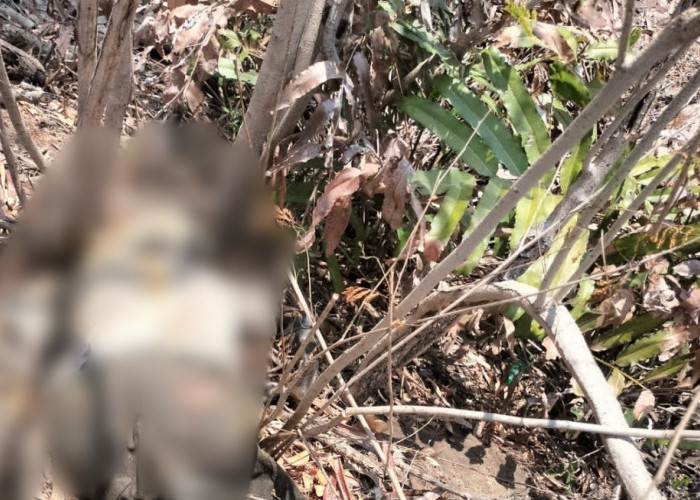 Geger Mayat di Brebes Ditemukan Tanpa Identitas di Areal Persawahan