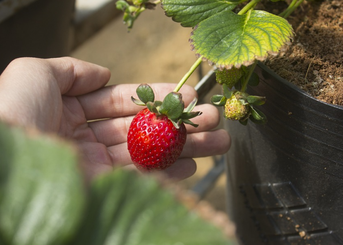 4 Wisata Petik Buah Kebun Strawberry di Jawa Tengah Terbaik, dari Semarang hingga Tegal