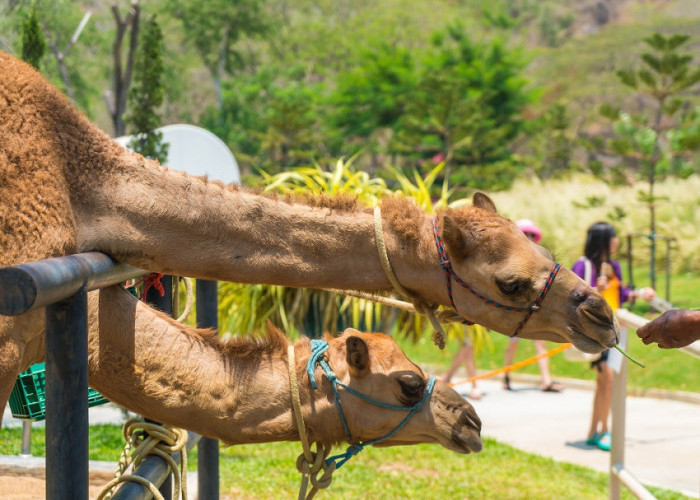 3 Taman Safari di Jawa Tengah Wajib Didatangi Bareng Keluarga