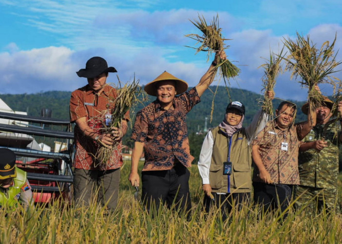 Januari-Maret Jawa Tengah Panen Raya Padi, Hasil Diperkirakan Tembus 3,35 Juta Ton