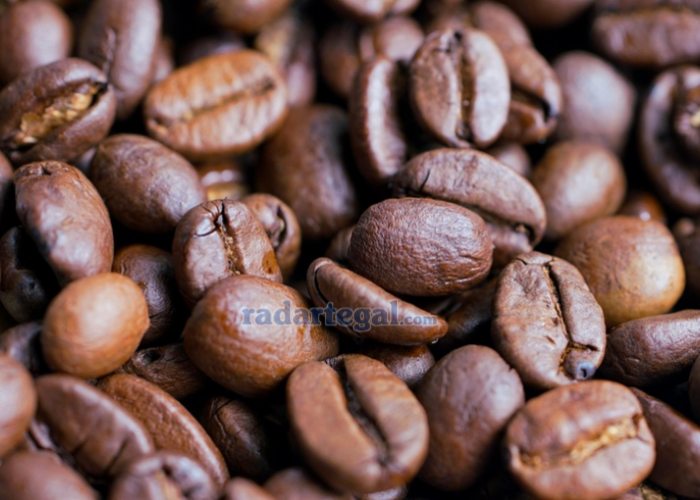 Rahasia Kopi Luwak Khas Cilacap, Kenapa Jadi Incaran Wisatawan Lokal dan Asing?