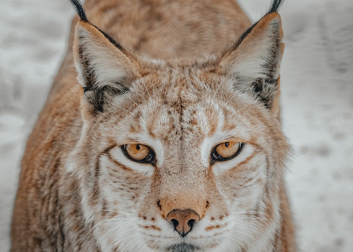 Meski Terancam Punah, Swedia Izinkan Pemburuan Kucing Lynx hanya untuk Kesenangan?