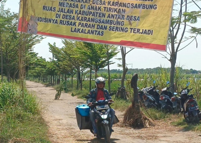 Protes Kerusakan, Warga di Brebes Tanam Pohon Pisang dan Pasang Spanduk di Jalan