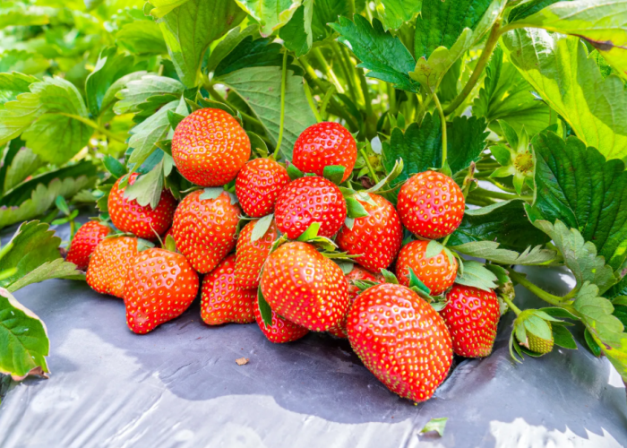 Serunya Wisata Petik Buah Strawberry di Jawa Tengah, Edukasi & Rekreasi