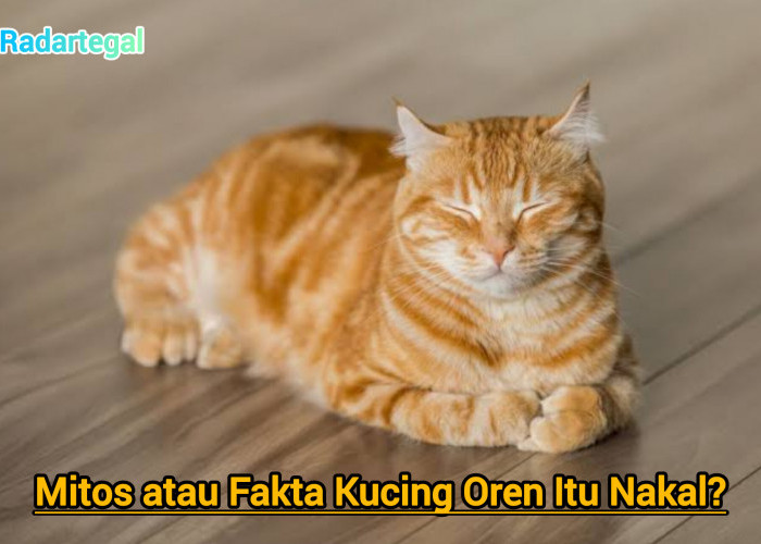 Mengapa Kucing Oren Dicap Nakal? Ini Fakta dan Mitosnya