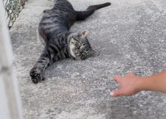 5 Mitos Menabrak Kucing saat di Jalan, Salah Satunya Pertanda Buruk, Kamu Percaya?