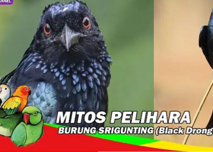 3 Mitos Memelihara Burung Srigunting yang Berbau Mistis, Yakin Masih Ingin Memeliharanya?