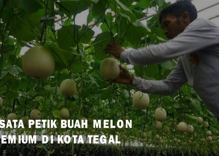 Yang Baru dan Lagi Hits! Wisata Petik Buah Melon di Tegal Ini Harus Masuk Agenda Liburan Kamu