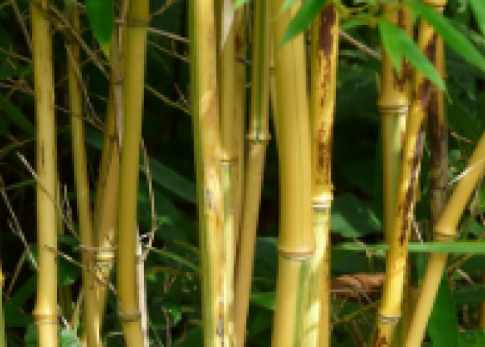 Konon Bisa Mengusir Makhluk Halus? Ini Dia Deretan Mitos Tentang Bambu Kuning yang Perlu Kamu Tahu