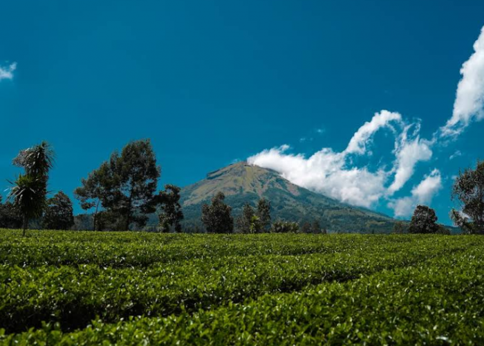8 Tempat Healing Murah di Wonosobo 2025, Cocok untuk Liburan Santai & Relaksasi