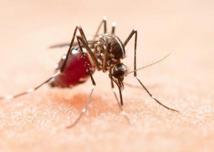 Memasuki Musim Hujan akan Banyak Nyamuk, Ini 8 Jenis Tanaman Pengusir Nyamuk!