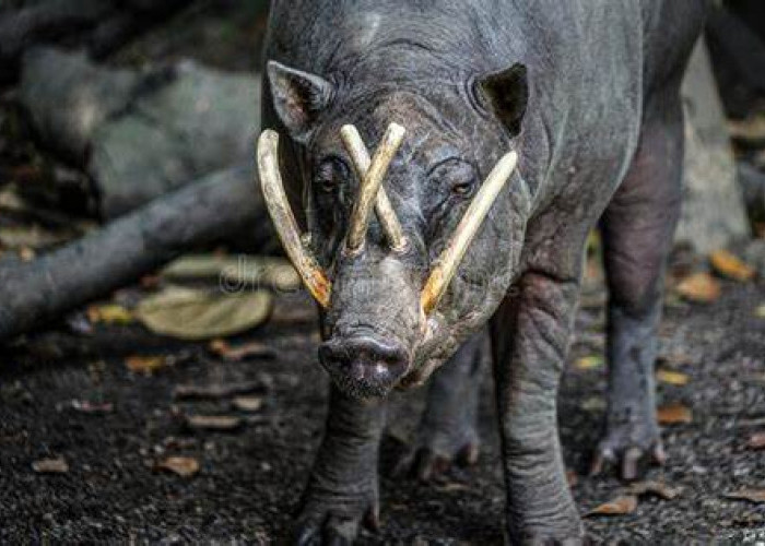 Evolusi Babi Indonesia Ini Unik Banget, Satu-Satunya di Asia Tenggara!