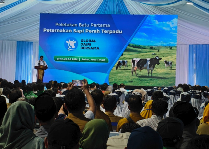 Terbesar di Indonesia, Peternakan Sapi Perah yang Dibangun di Brebes Kejar Target Swasembada