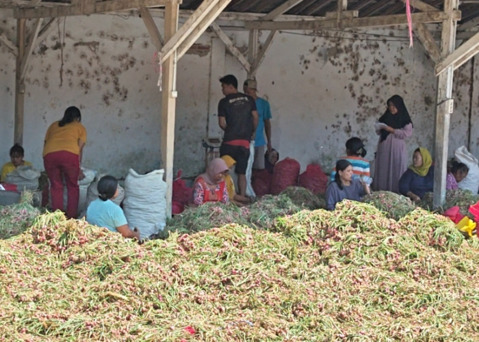 Daya Beli Lemah dan Panen Raya, Harga Bawang Merah Brebes Anjlok