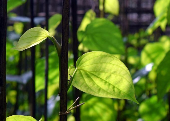 Rahasia Tersembunyi Tanaman Herbal di Sekitar Rumah, Benarkah Bisa Atasi Stres dan Insomnia?