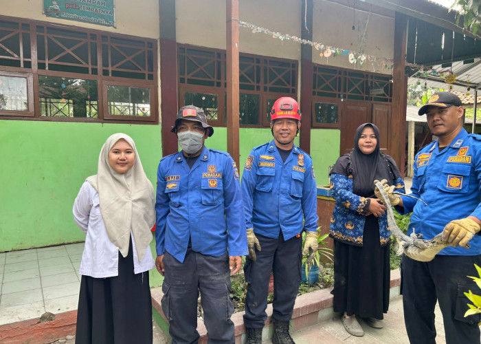 Biawak Nyasar ke Ruang Guru SDN 03 Pesarean Tegal, Damkar Turun Tangan