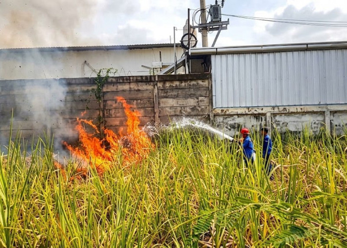 Gudang Alfamart Penusupan Tegal Nyaris Ludes Terbakar, Api dari Kebakaran Lahan 