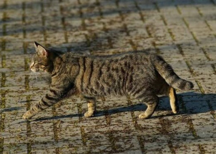 Mitos Menabrak Kucing: Benarkah Dapat Mendatangkan Nasib Sial? 