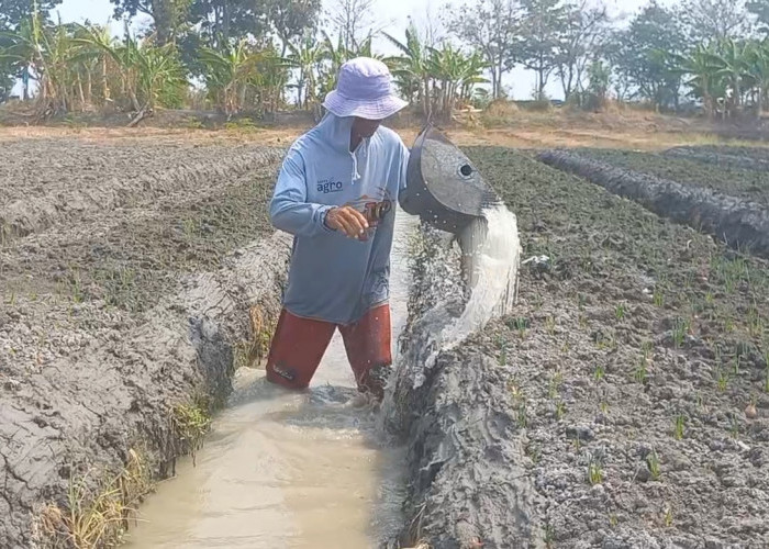 Musim Kemarau, Petani di Brebes Manfaatkan Sumur Bor untuk Airi Lahan