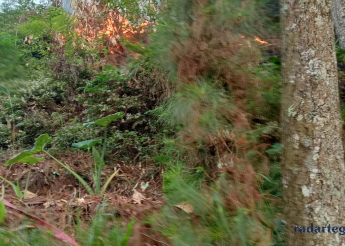 Kebakaran Hutan Pinus Guci Tegal, Asap Hitam Kepung Permukiman Warga