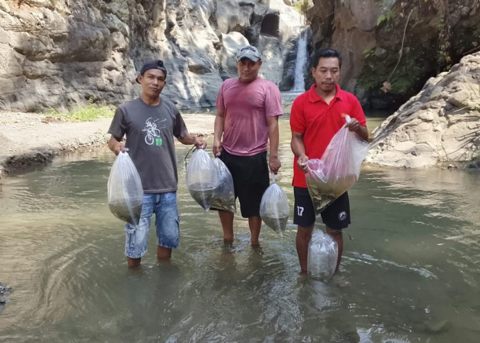 9.800 Benih Ikan Ditebar di Sungai Kumisik dan Arus Tegal, Lestarikan Ekosistem Perairan Bumijawa