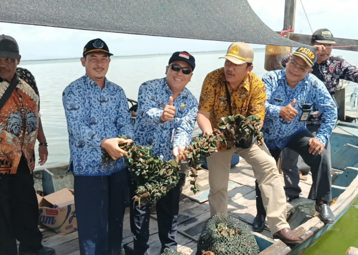 Potensial! Budidaya Kerang Hijau Mulai Dikembangkan di Brebes