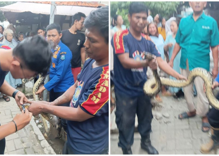 Satu Jam Menegangkan, Damkar Kota Tegal Evakuasi Ular Besar dari Rumah Warga