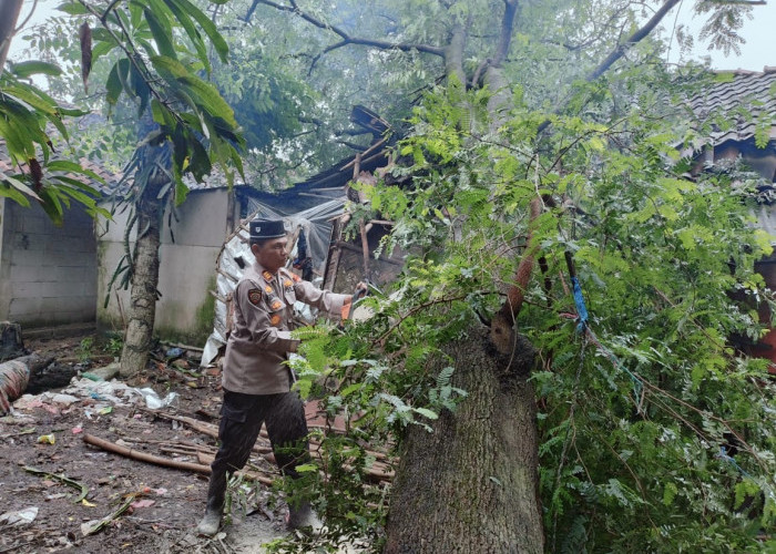 Pohon Tumbang di Brebes Timpa Rumah Warga Hingga Porak Poranda