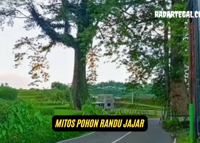 Arti Mitos Pohon Randu Jajar yang Terkenal di Pemalang 