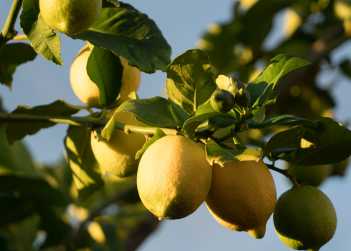 Yuk Simak! Manfaat dan Efek Samping Lemon untuk Perawatan Wajah