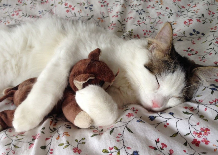 Mitos Tidur dengan Kucing Bisa Mandul, Ternyata Ini Fakta Sebenarnya