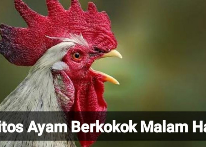 5 Mitos Ayam Berkokok Malam Hari, Ada yang Hamil di Luar Nikah?