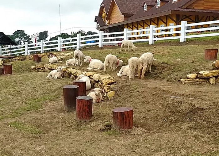 4 Destinasi Wisata Satwa Seru dan Edukatif di Jawa Tengah