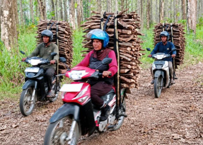 Musim Kemarau Bawa Rezeki, Warga Buru Rencek dari Hutan Jati Balapulang Tegal