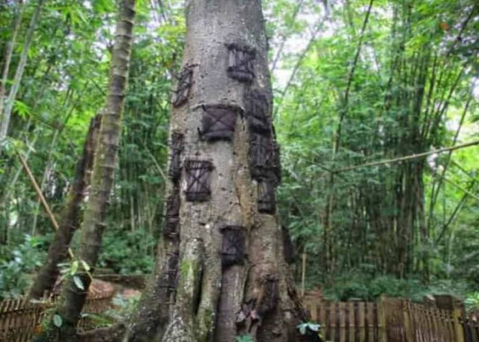6 Fakta Passiliran, Ritual Pemakaman Bayi Suku Toraja di Dalam Pohon Besar