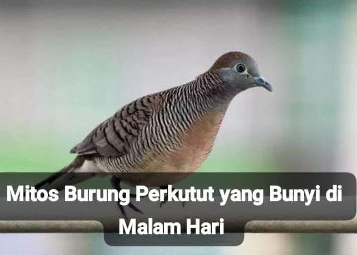 Mitos Tentang Burung Perkutut Berbunyi di Malam Hari, Bisa Jadi Pertanda Baik dan Buruk untuk Pemiliknya