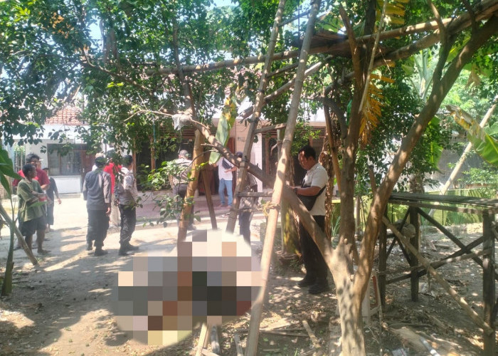 Tragedi di Tegal: Pria Meninggal Terjatuh dari Pohon Jeruk