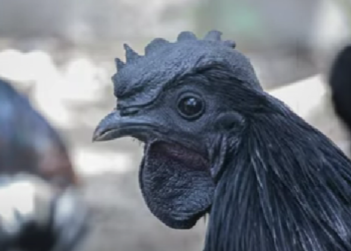 Bisa Mendatangkan Rezeki, Berikut Mitos Ayam Cemani yang Jarang Orang Tahu