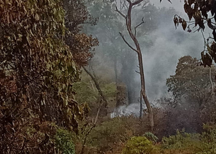 Padam, Kebakaran Hutan Gunung Slamet Kabupaten Tegal Lahap 13,5 Hektare Lahan 