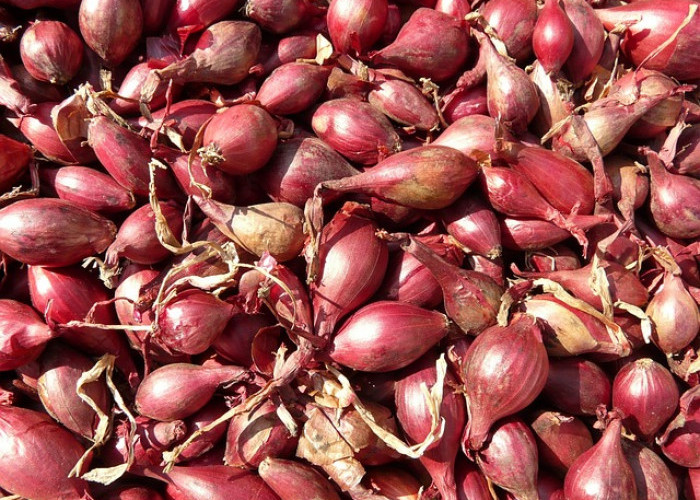 Panen Raya Harga Bawang Anjlok, Petani di Brebes Pilih Lakukan Ini