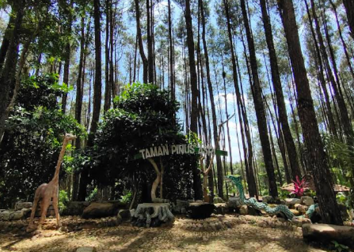 8 Wisata Hutan Jawa Tengah dengan Kabut Mistis ala Film Hollywood